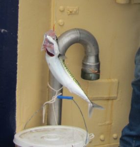 Eén van de makrelen die het geluk had om in een haak met veer te bijten. 